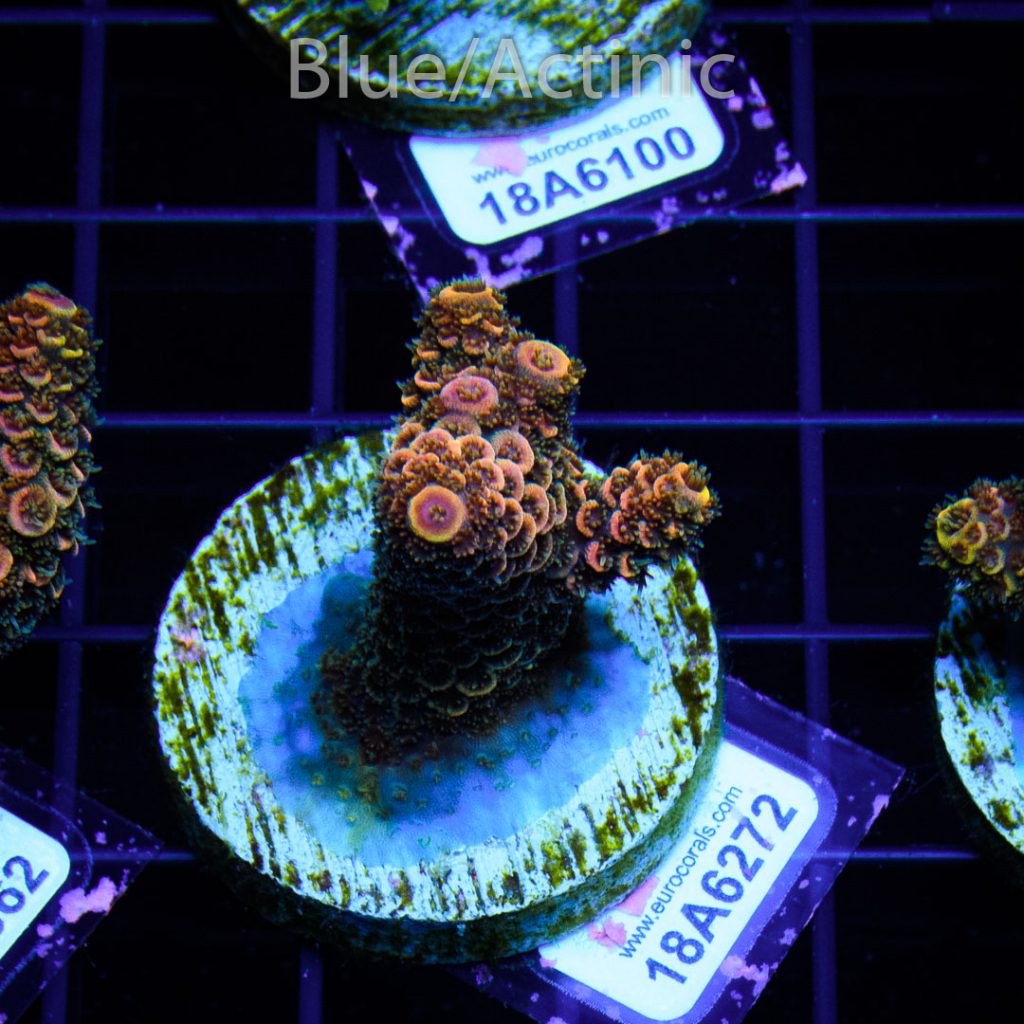 EC Rainbow Spathulata - Image 2