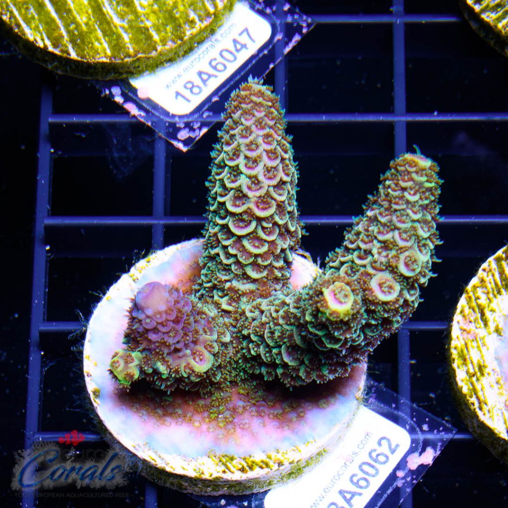 EC Rainbow Spathulata