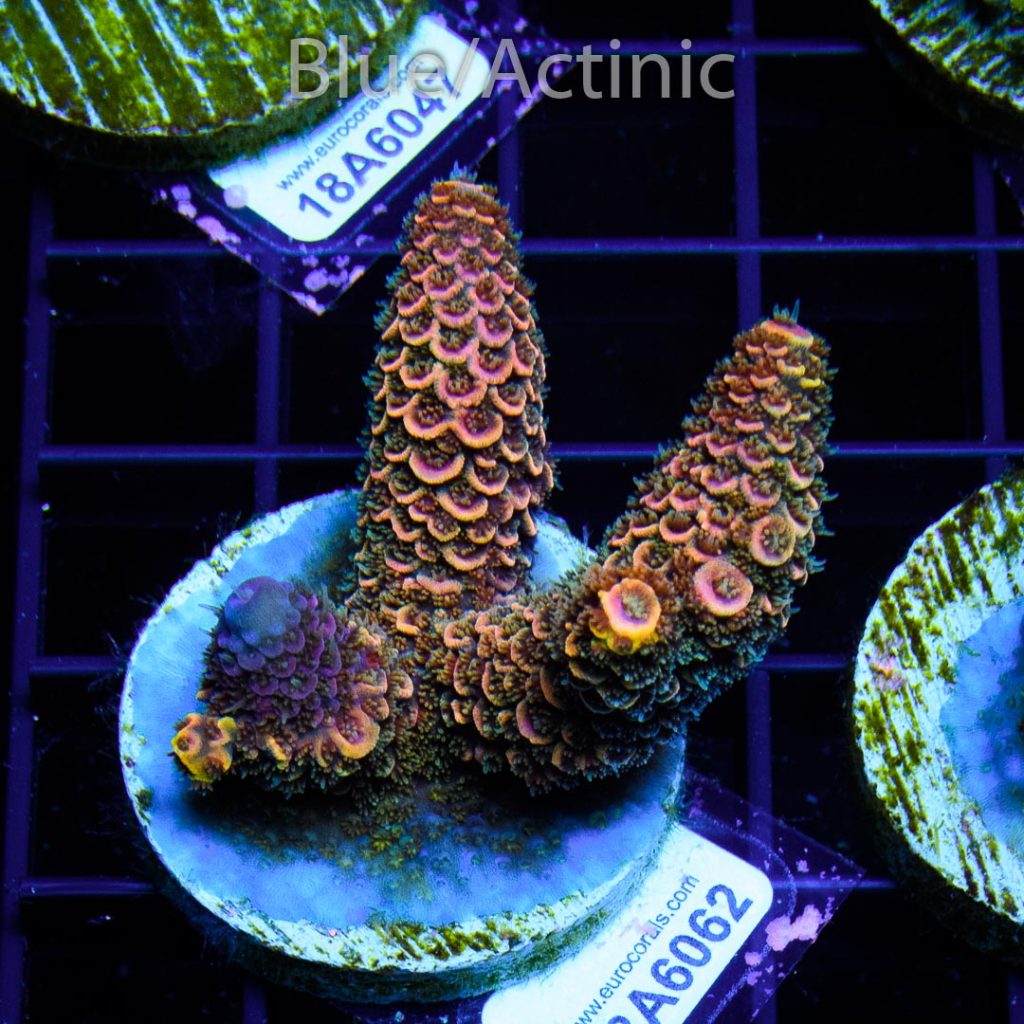 EC Rainbow Spathulata – Bild 2