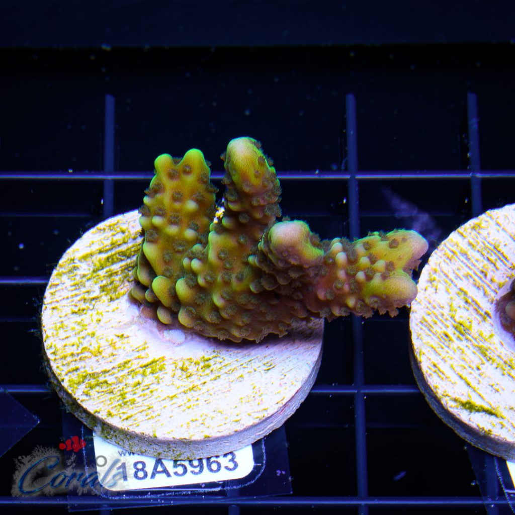 EC Slimeball Setosa