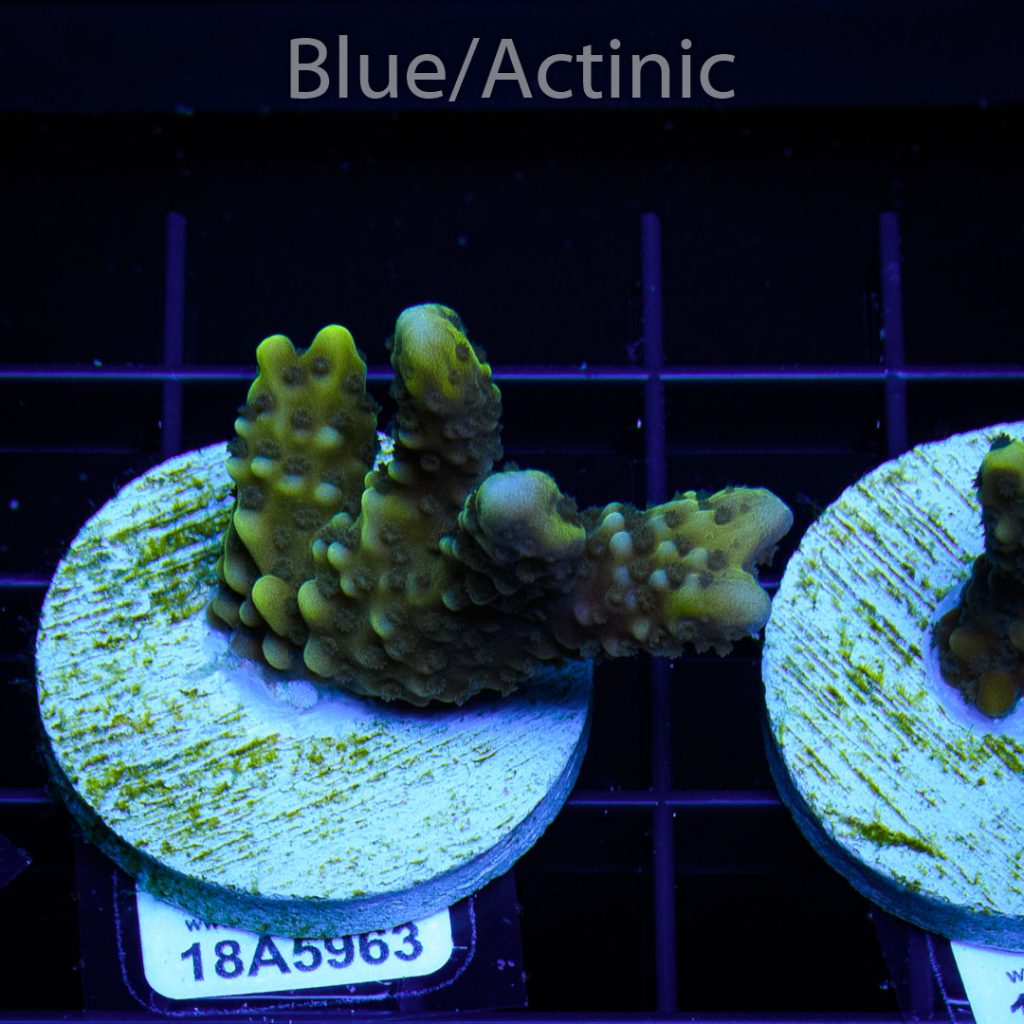 EC Slimeball Setosa - Image 2