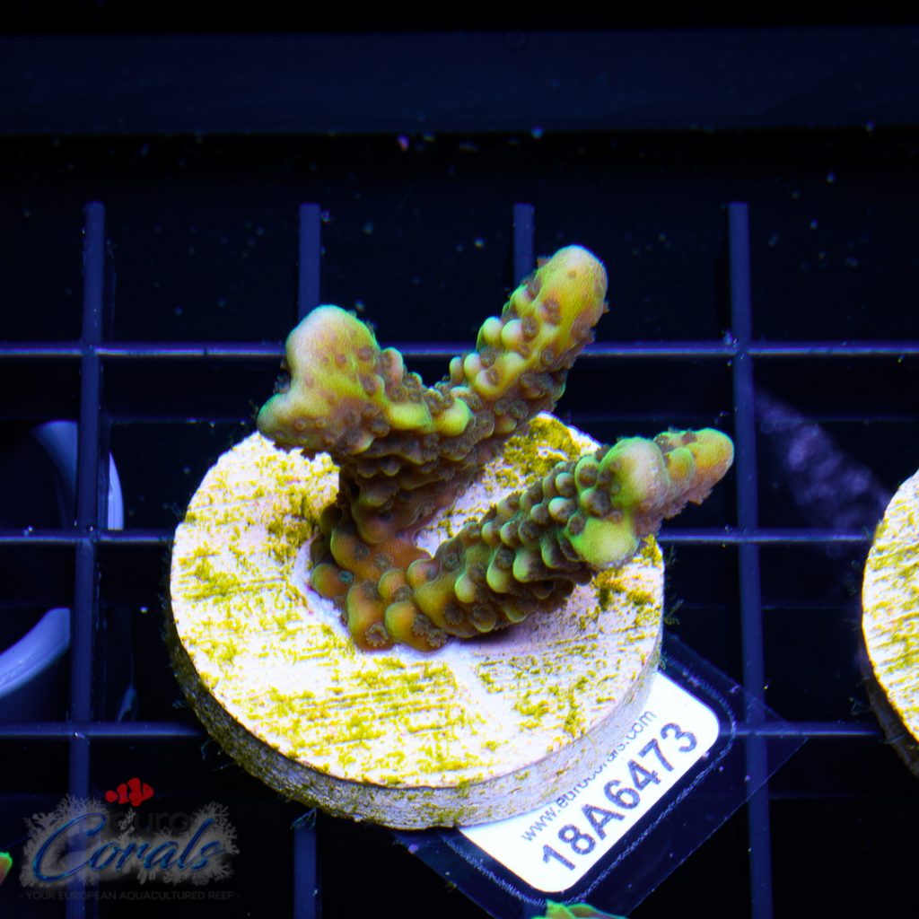EC Slimeball Setosa