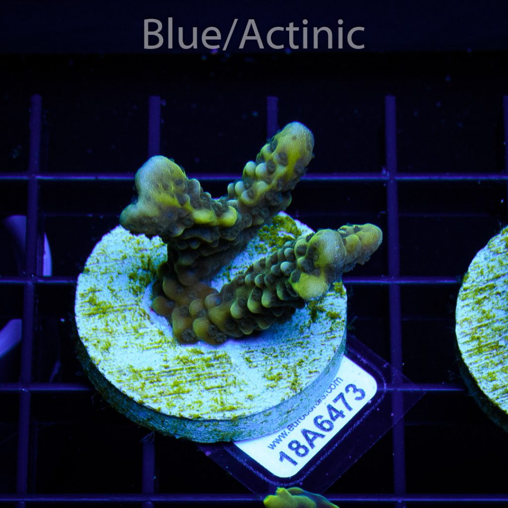 EC Slimeball Setosa - Image 2