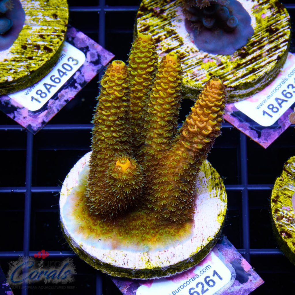 EC Yellow Crazzy Banana