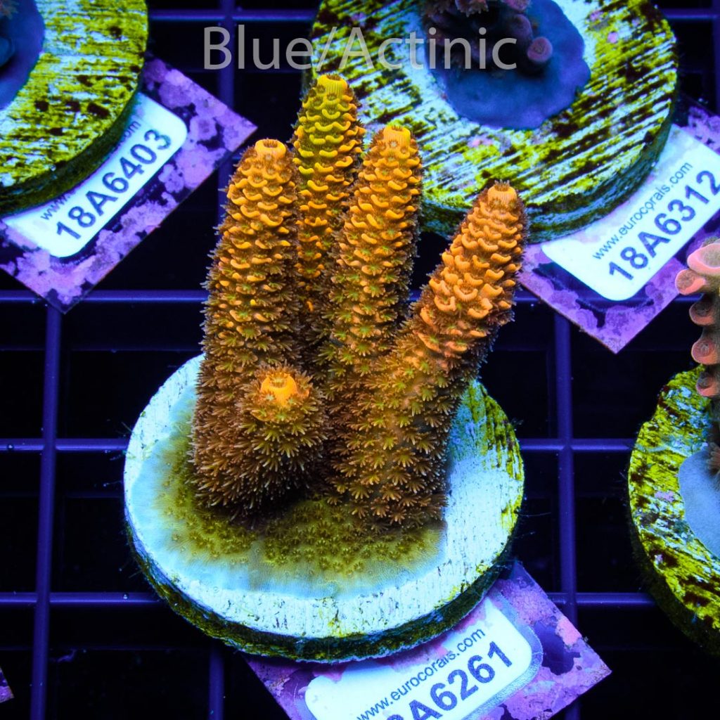EC Yellow Crazzy Banana - Image 2