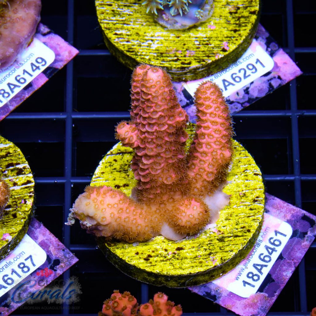 EC Princess Peach Mille