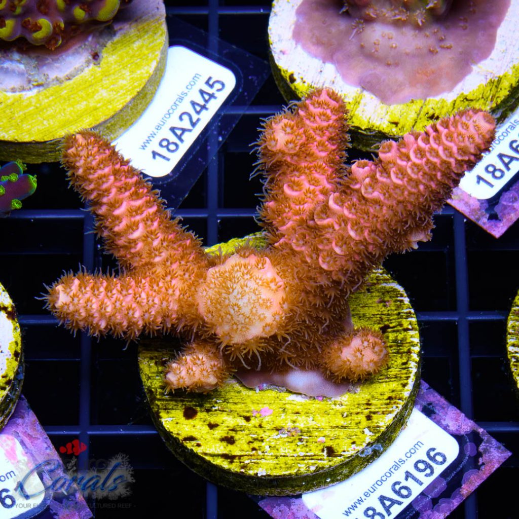 EC Princess Peach Mille