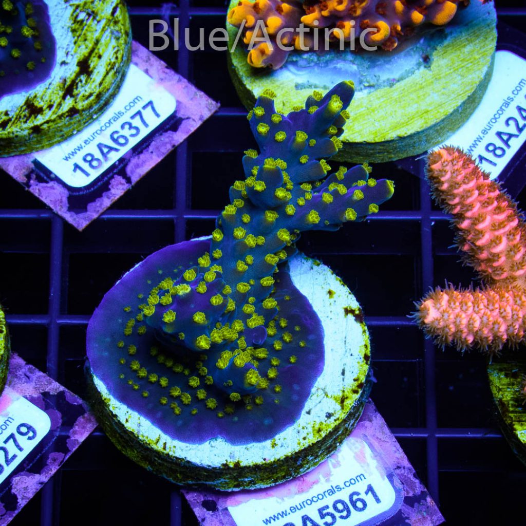 EC Blueberry Fields Acro - Image 2
