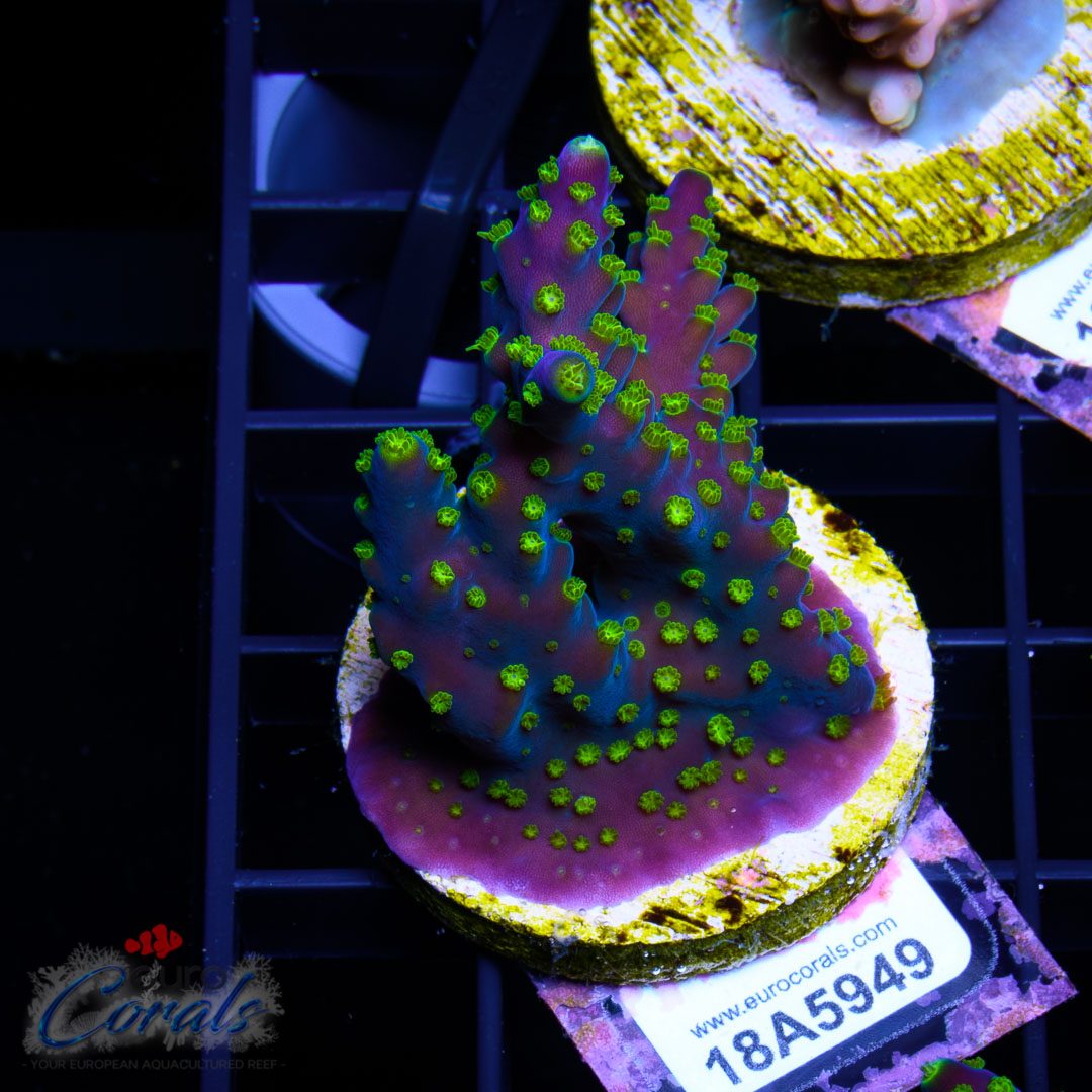 EC Blueberry Fields Acro Euro Corals
