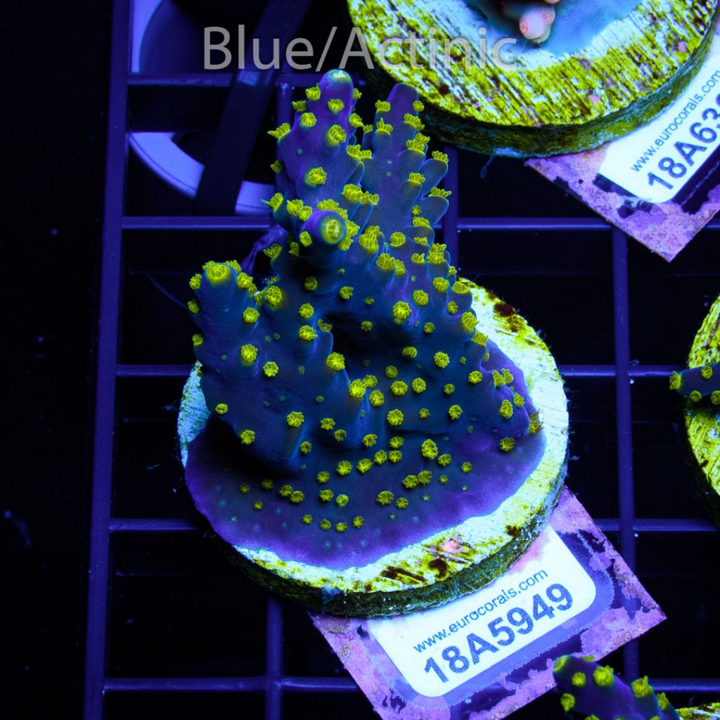 EC Blueberry Fields Acro - Image 2