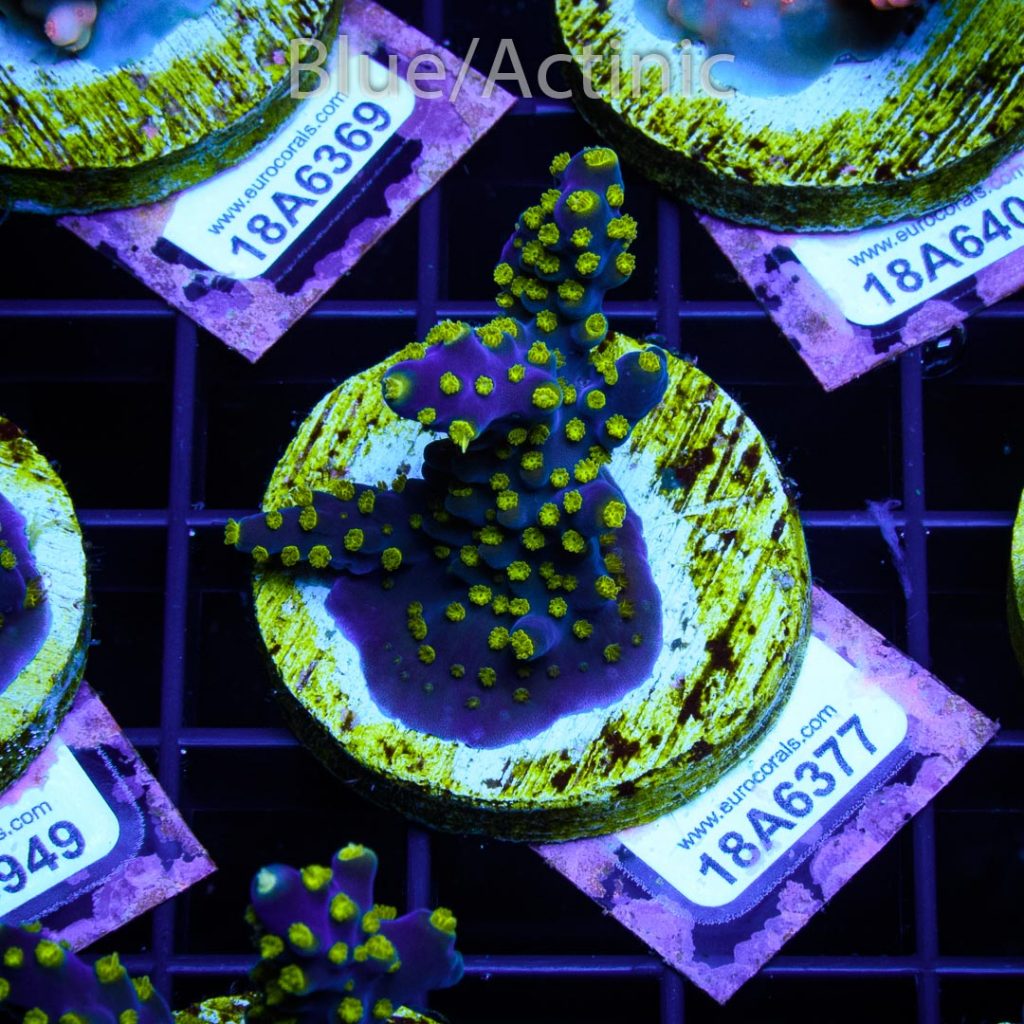 EC Blueberry Fields Acro - Image 2