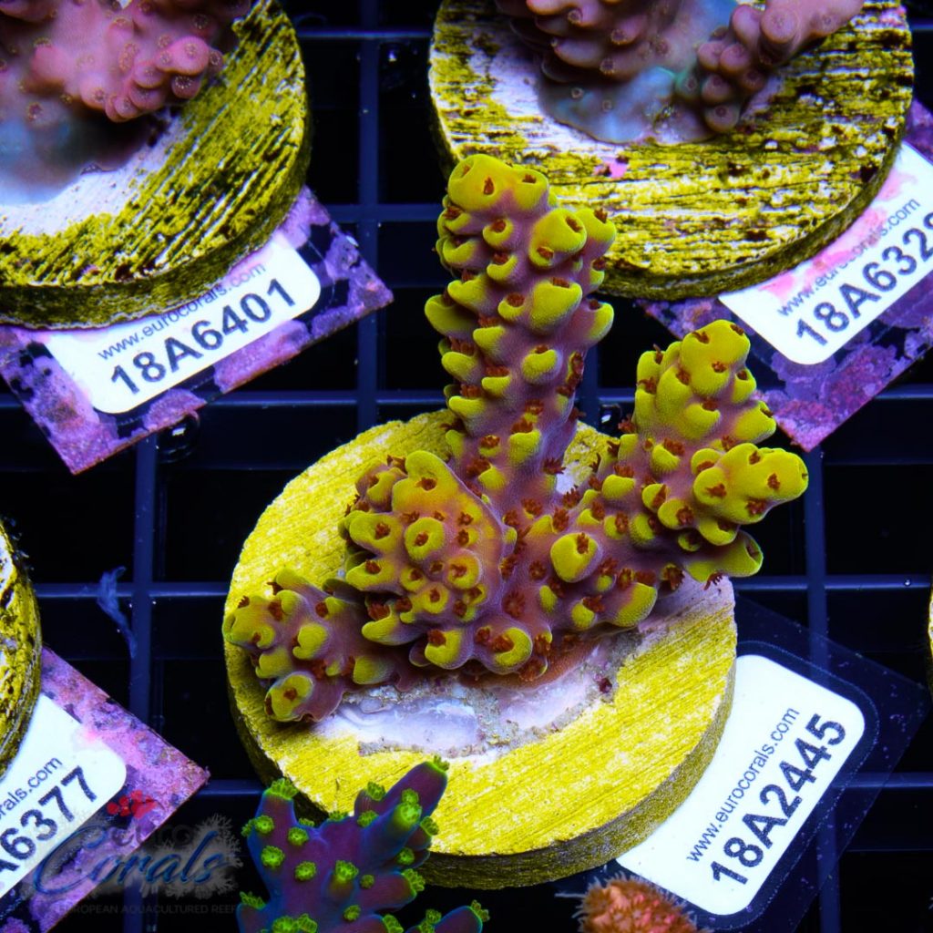 EC Yellow Pikachu Red Polyps