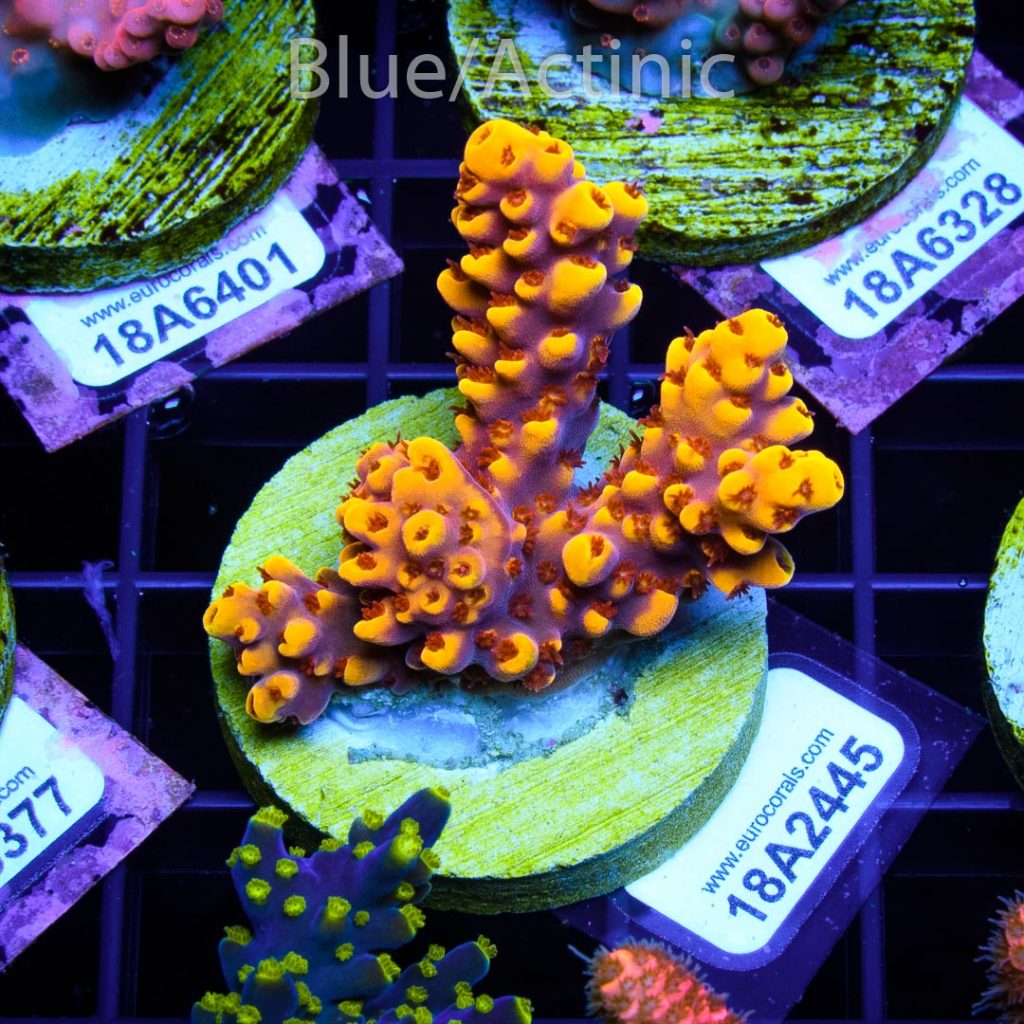 EC Yellow Pikachu Red Polyps – Bild 2