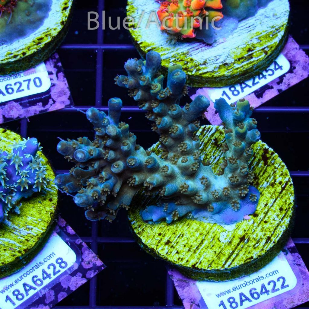 EC Blue Flame Acro - Image 2