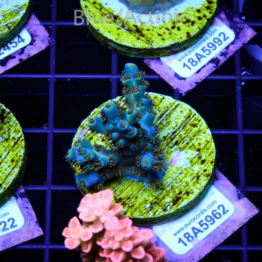 EC Blue Flame Acro - Image 2
