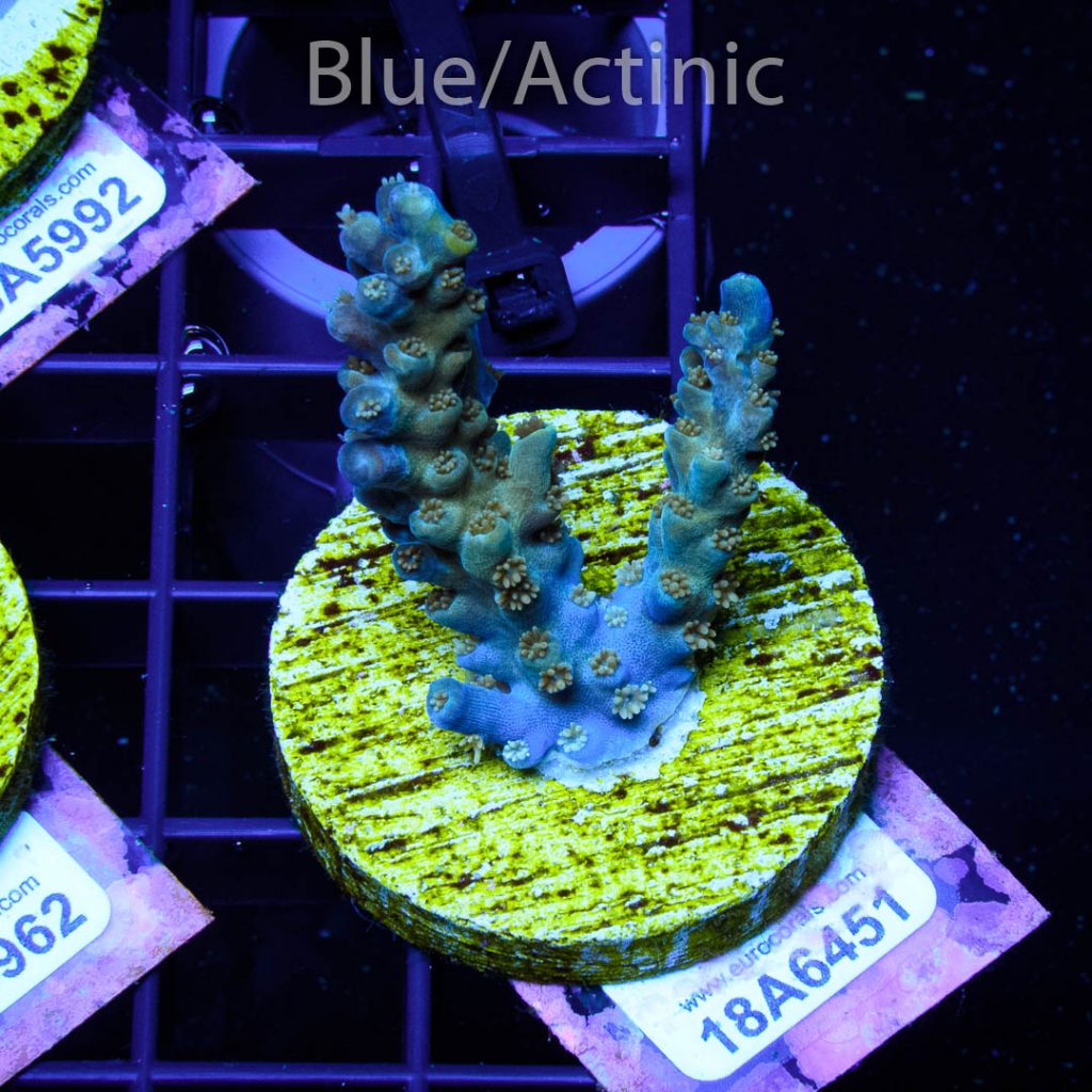 EC Blue Flame Acro - Image 2