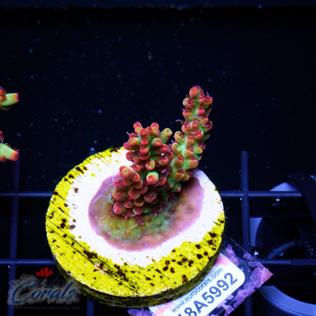 EC Raspberry Shortcake