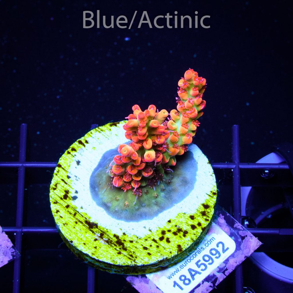 EC Raspberry Shortcake - Image 2