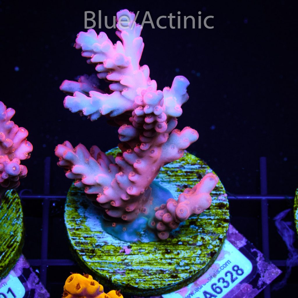 EC Gilligan Acro - Image 2