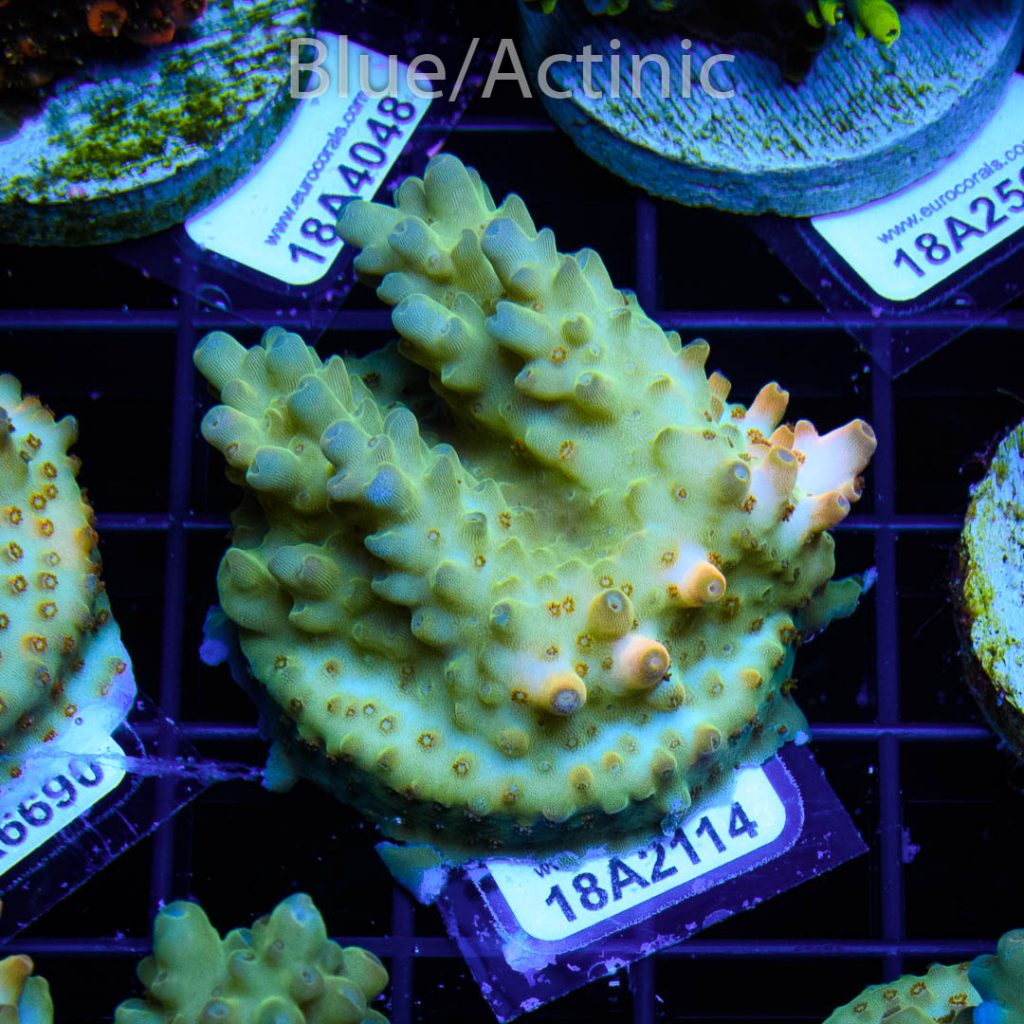EC Gold Dust Table Acro - Image 2