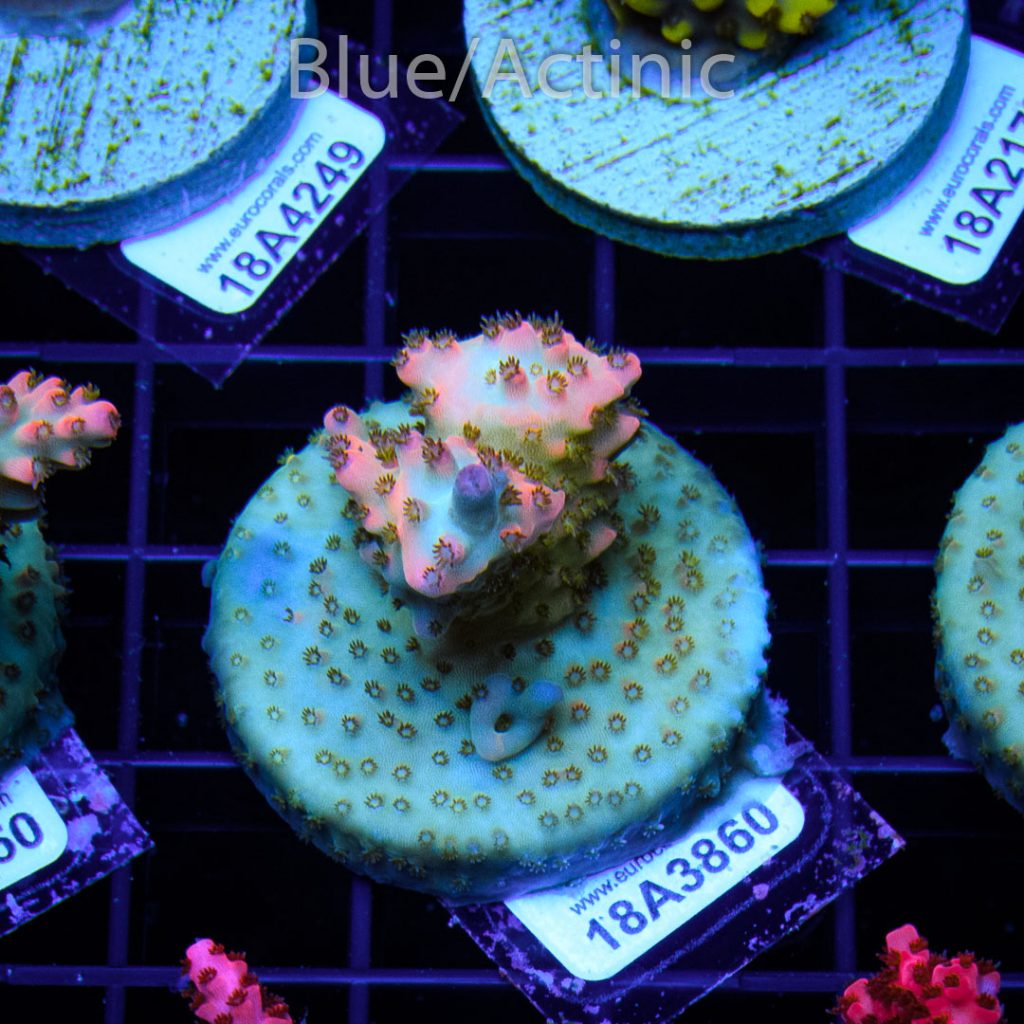 EC Rainbow Acro - Image 2