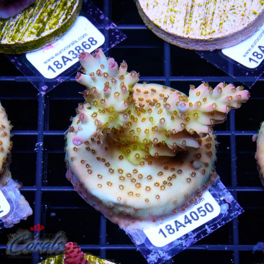 EC Rainbow Acro
