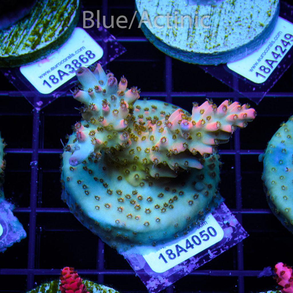 EC Rainbow Acro - Image 2