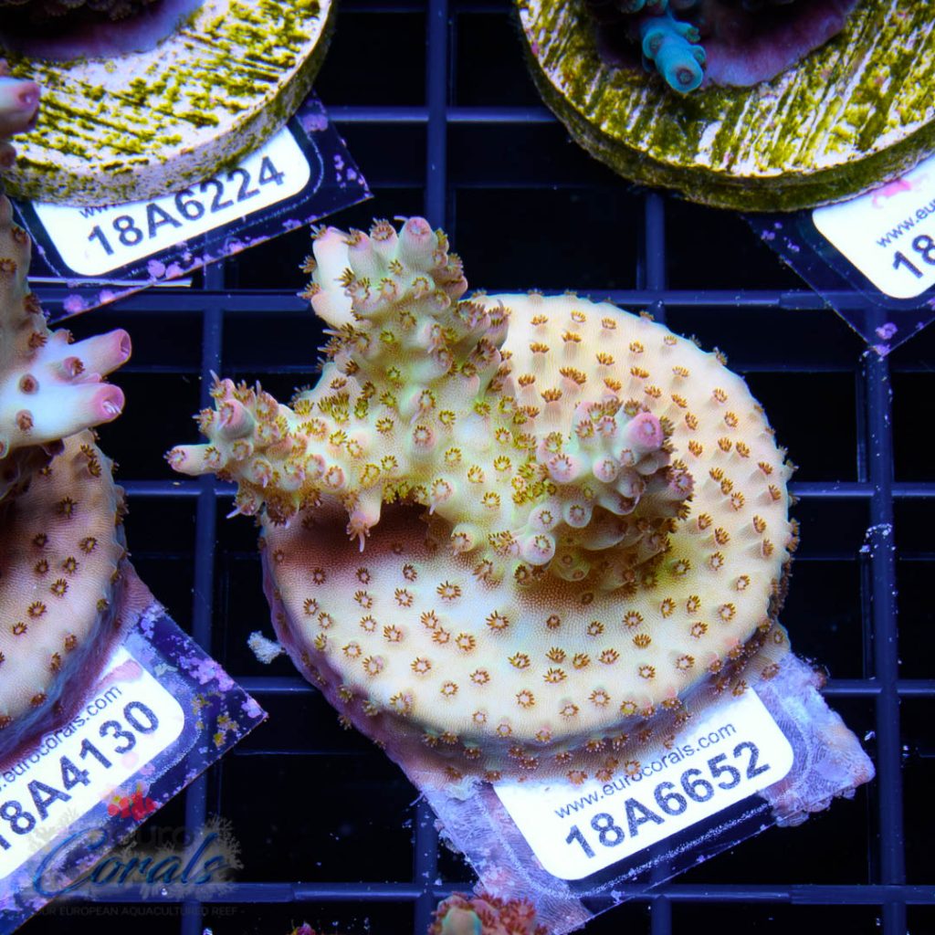 EC Rainbow Acro