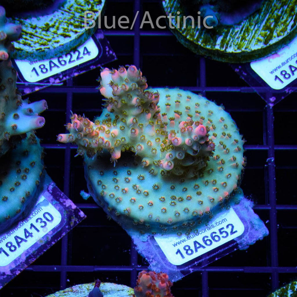 EC Rainbow Acro - Image 2