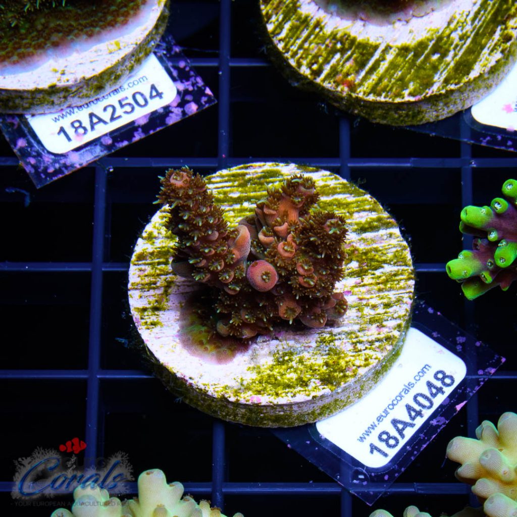 EC Sun God Prostrata