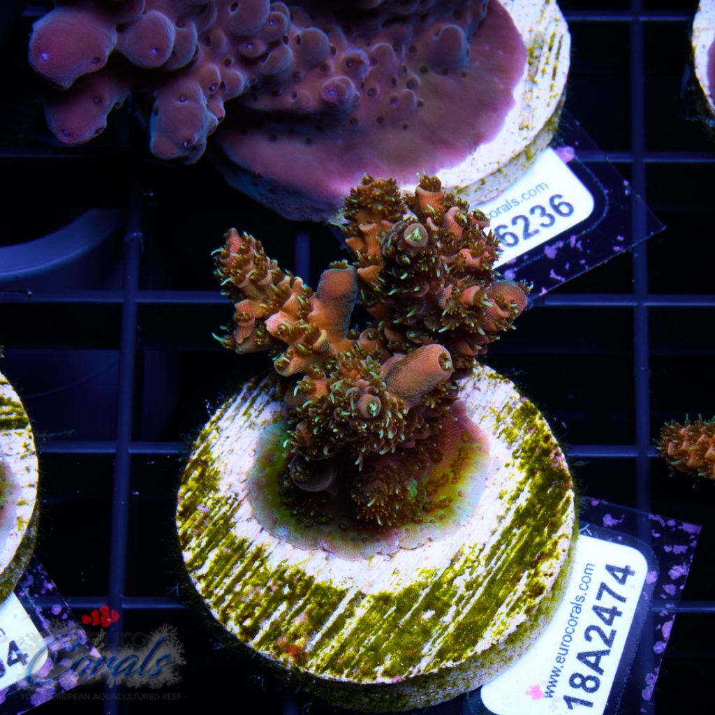 EC Sun God Prostrata