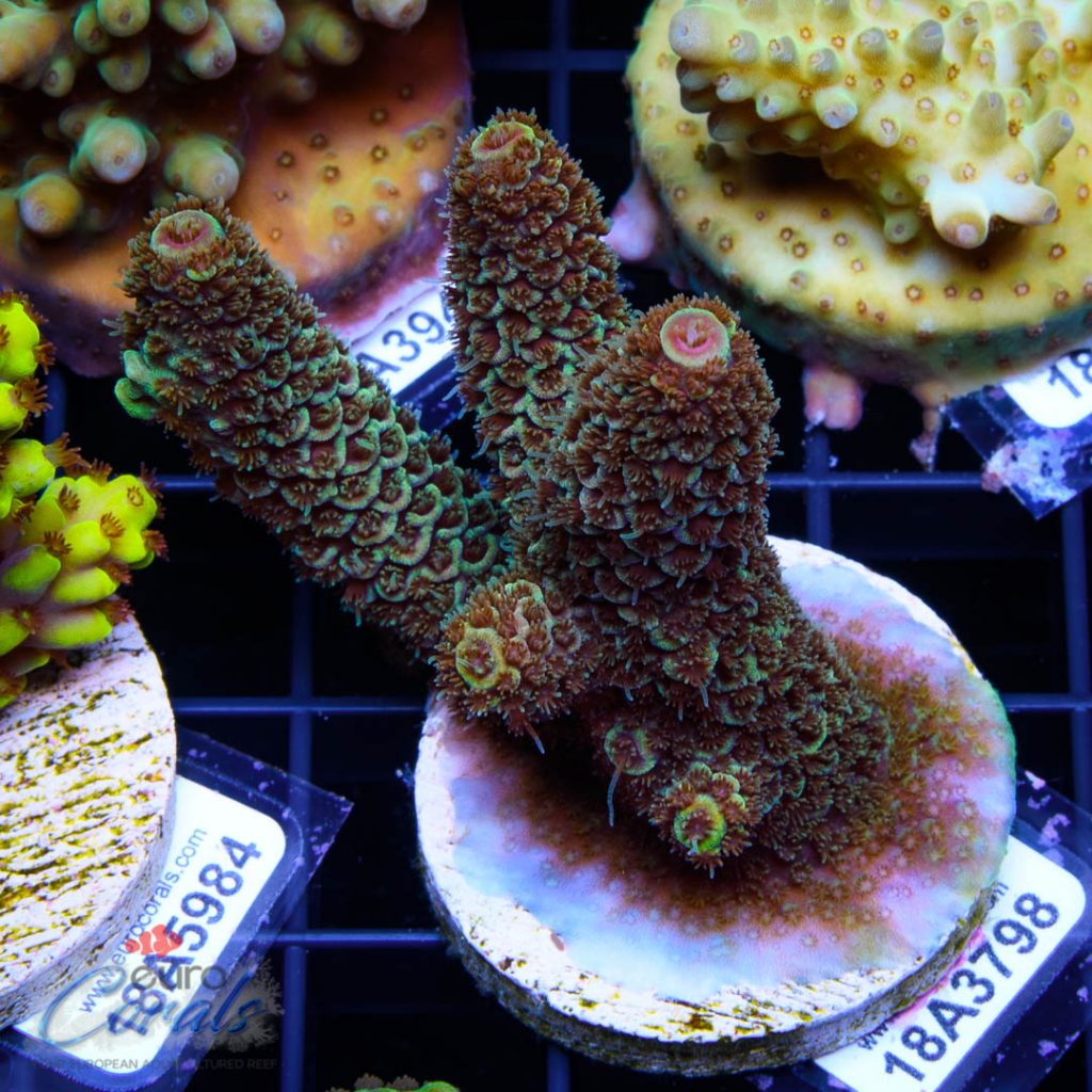 EC Rainbow Spathulata