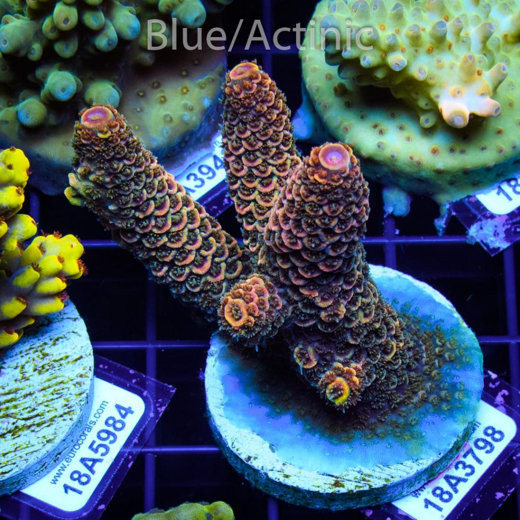 EC Rainbow Spathulata - Imagen 2