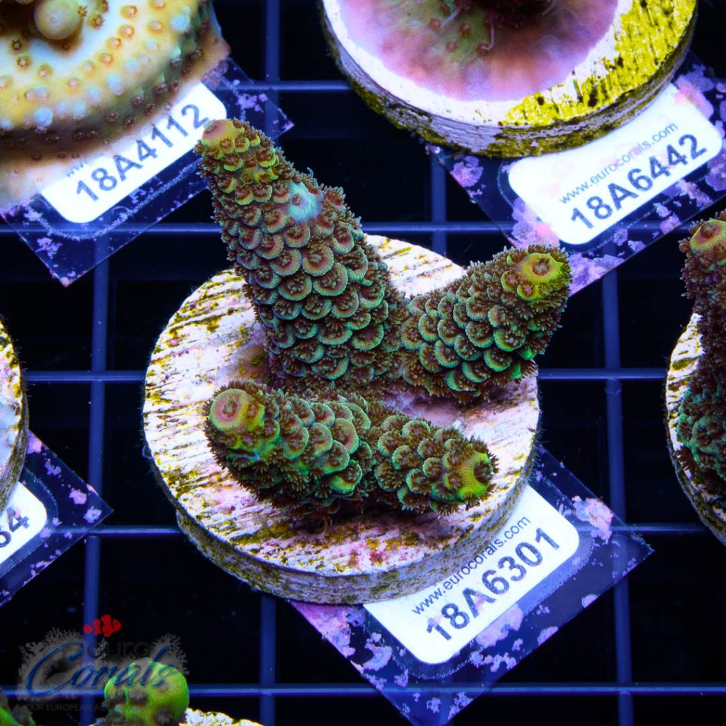 EC Rainbow Spathulata