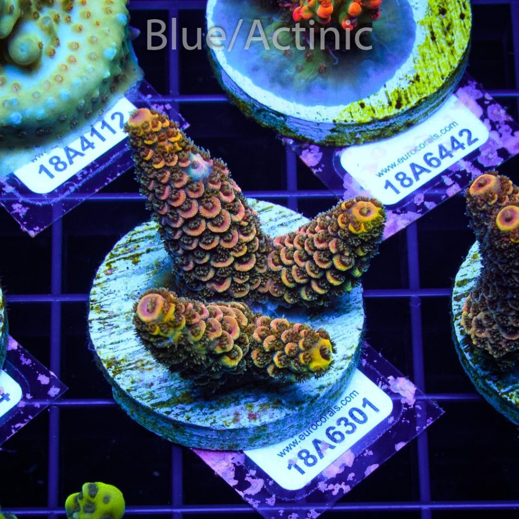 EC Rainbow Spathulata - Image 2