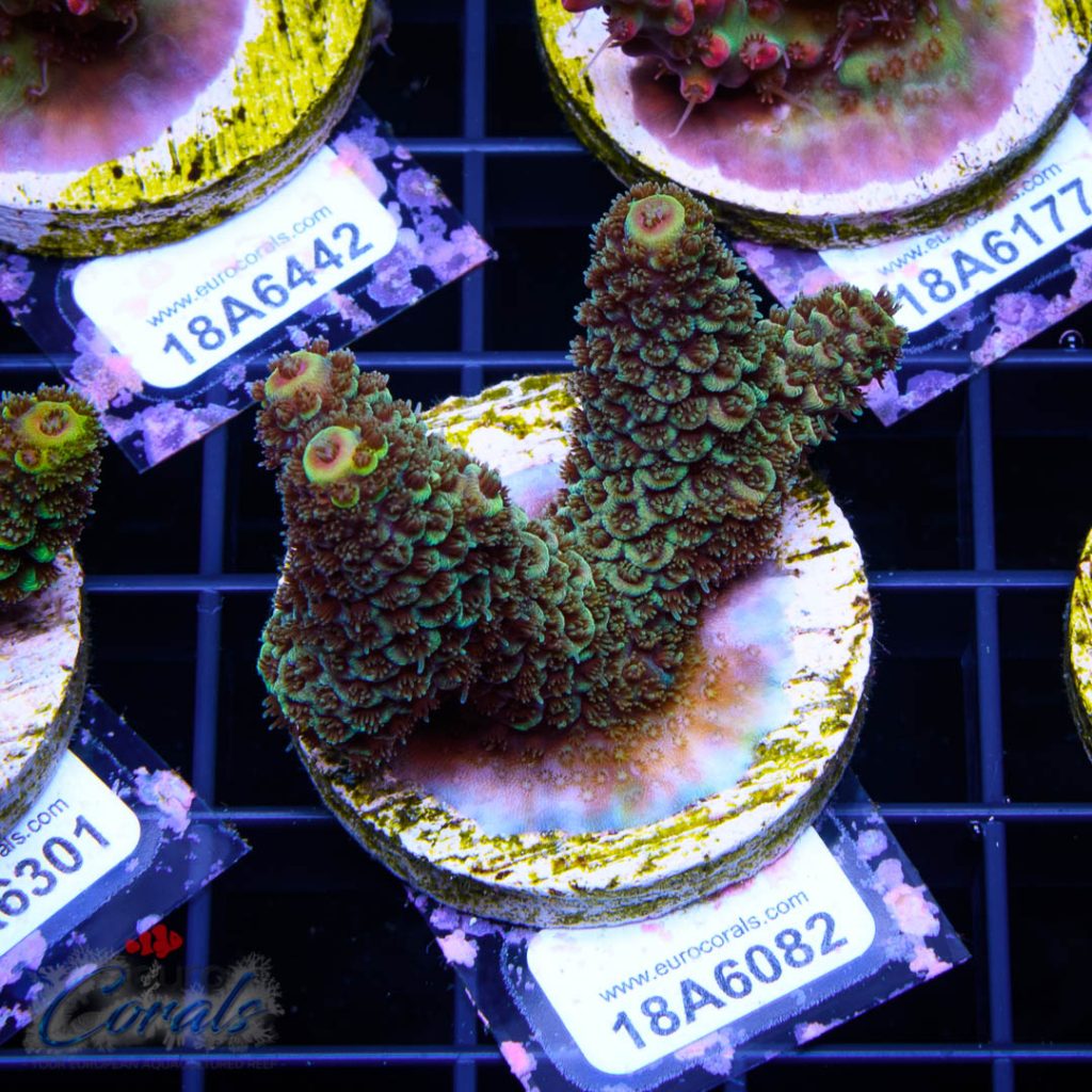 EC Rainbow Spathulata