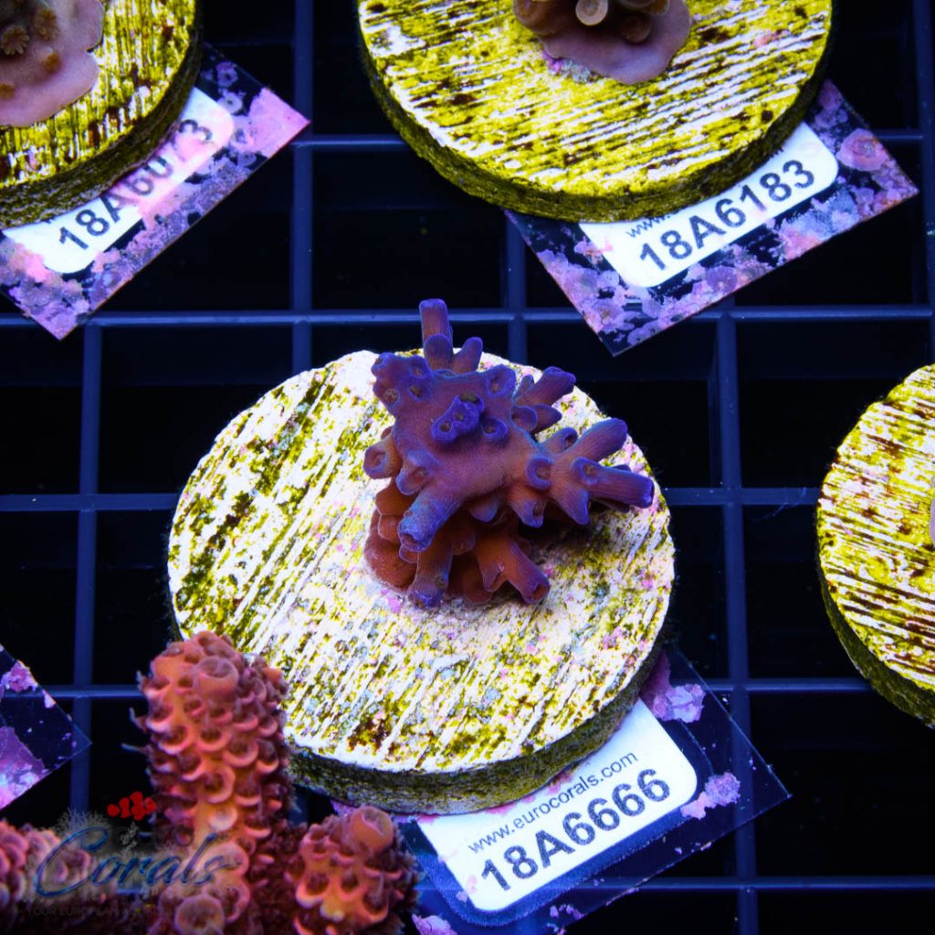 EC Icefire Echinata Boosted Blue