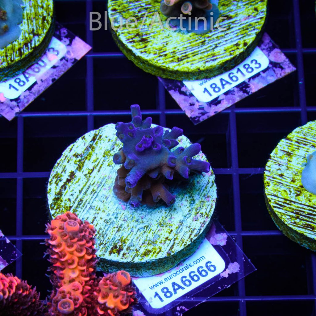 EC Icefire Echinata Boosted Blue - Image 2