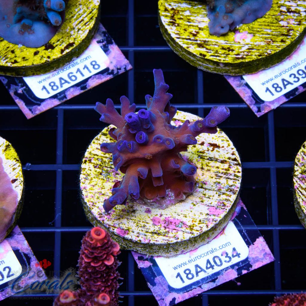 EC Icefire Echinata Boosted Blue