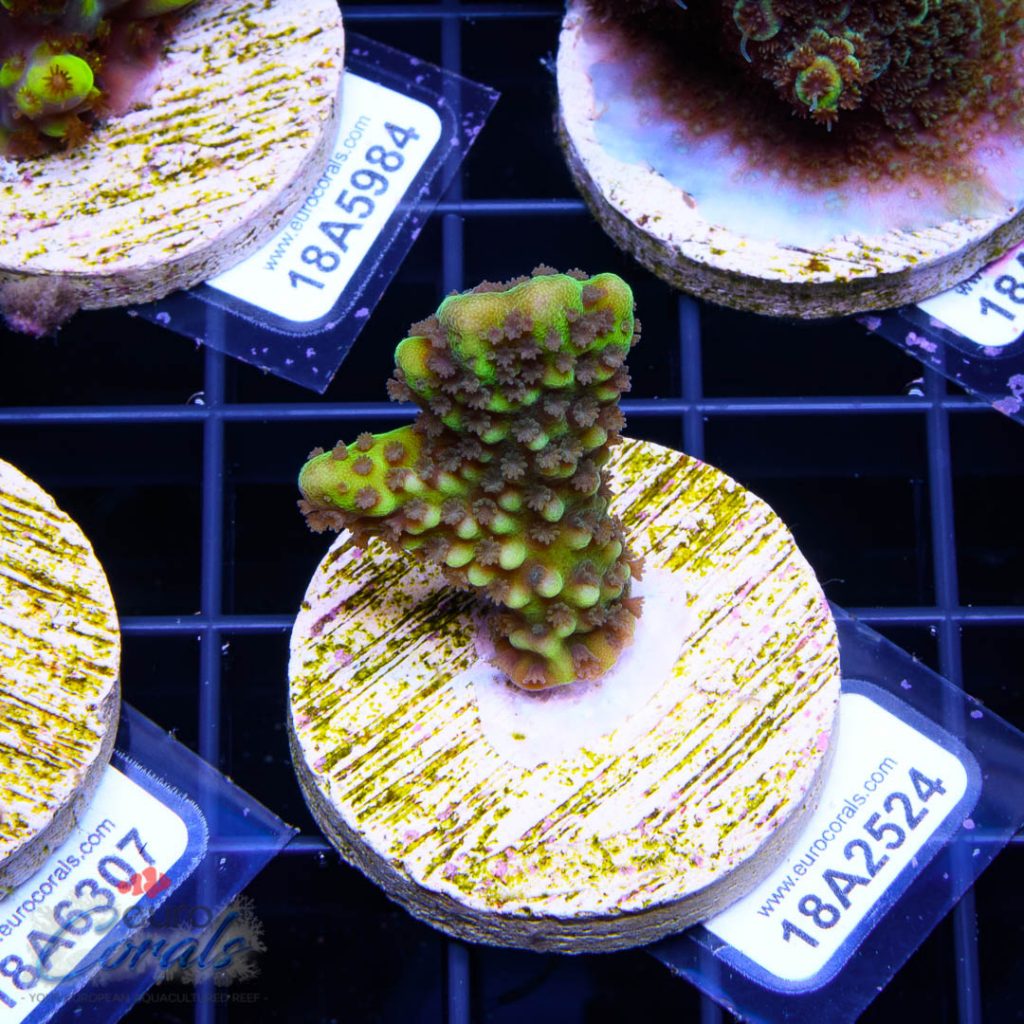 EC Slimeball Setosa