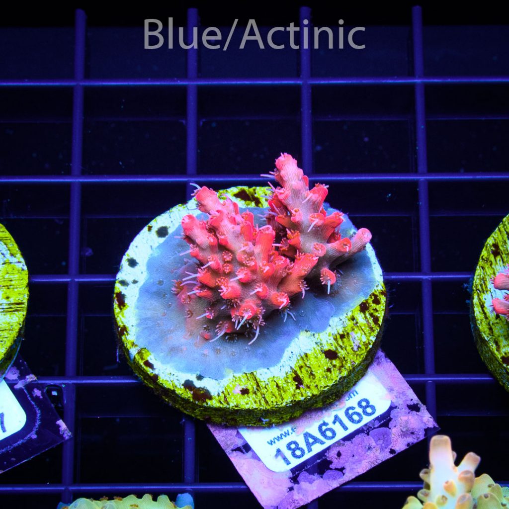 EC Heart Of The Sea Acro - Image 2