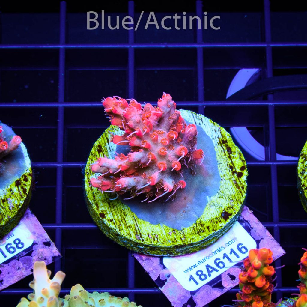 EC Heart Of The Sea Acro – Bild 2