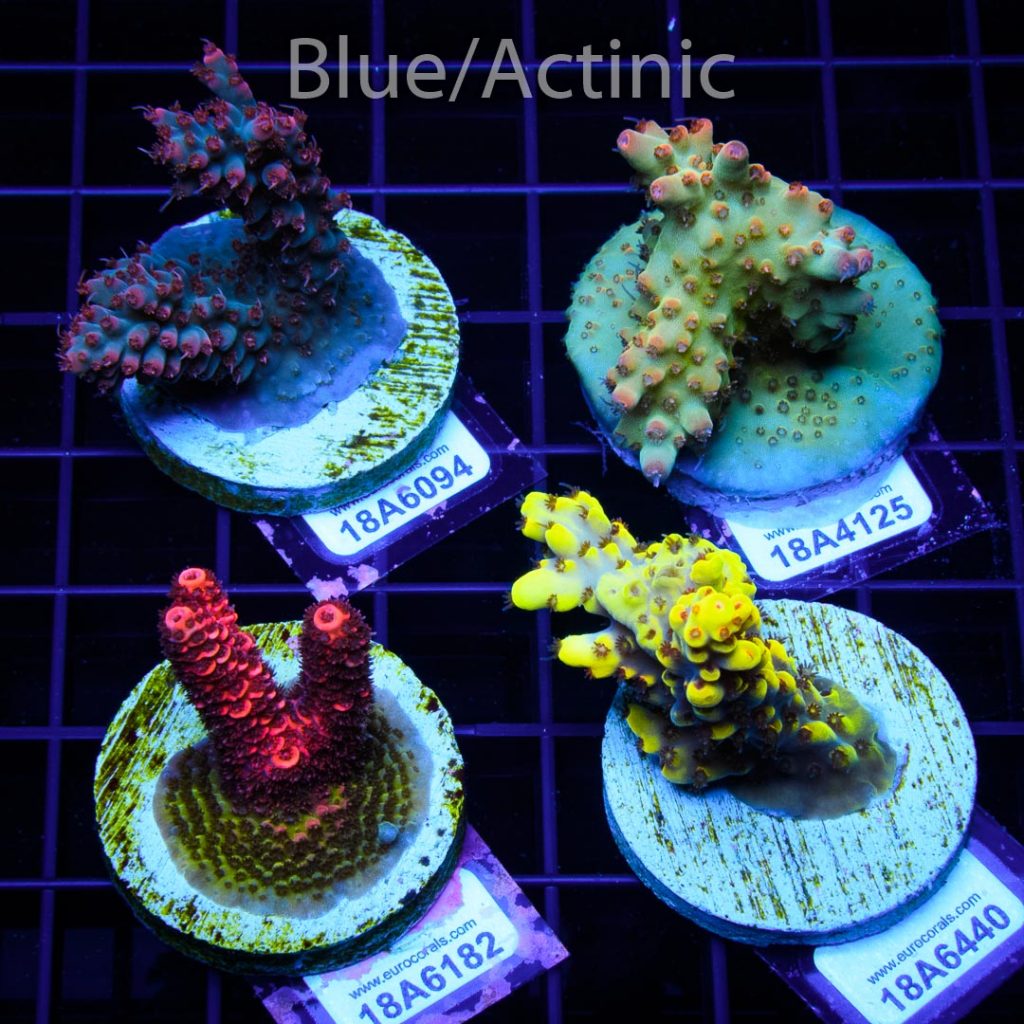 EC 4 Premium Acro Pack - Image 2