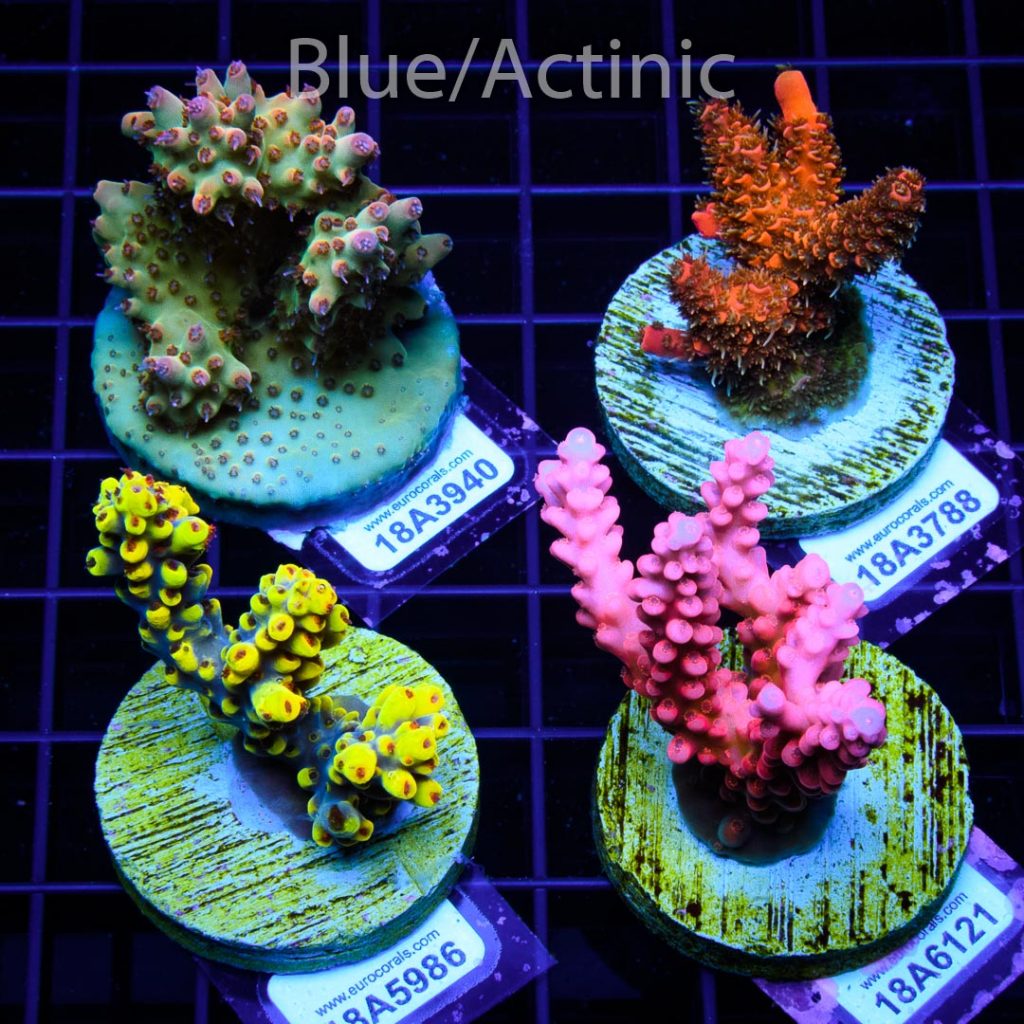 EC 4 Premium Acro Pack - Image 2