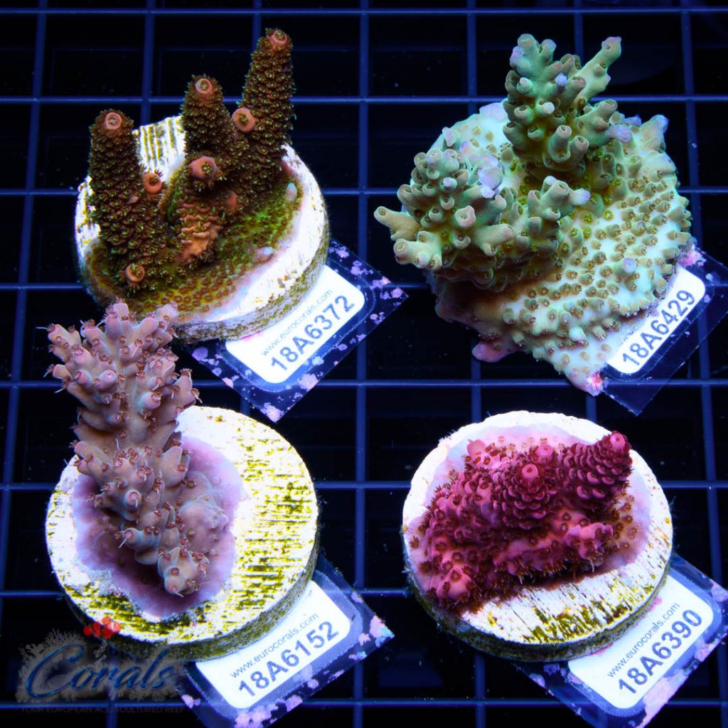 EC 4 Premium Acro Pack