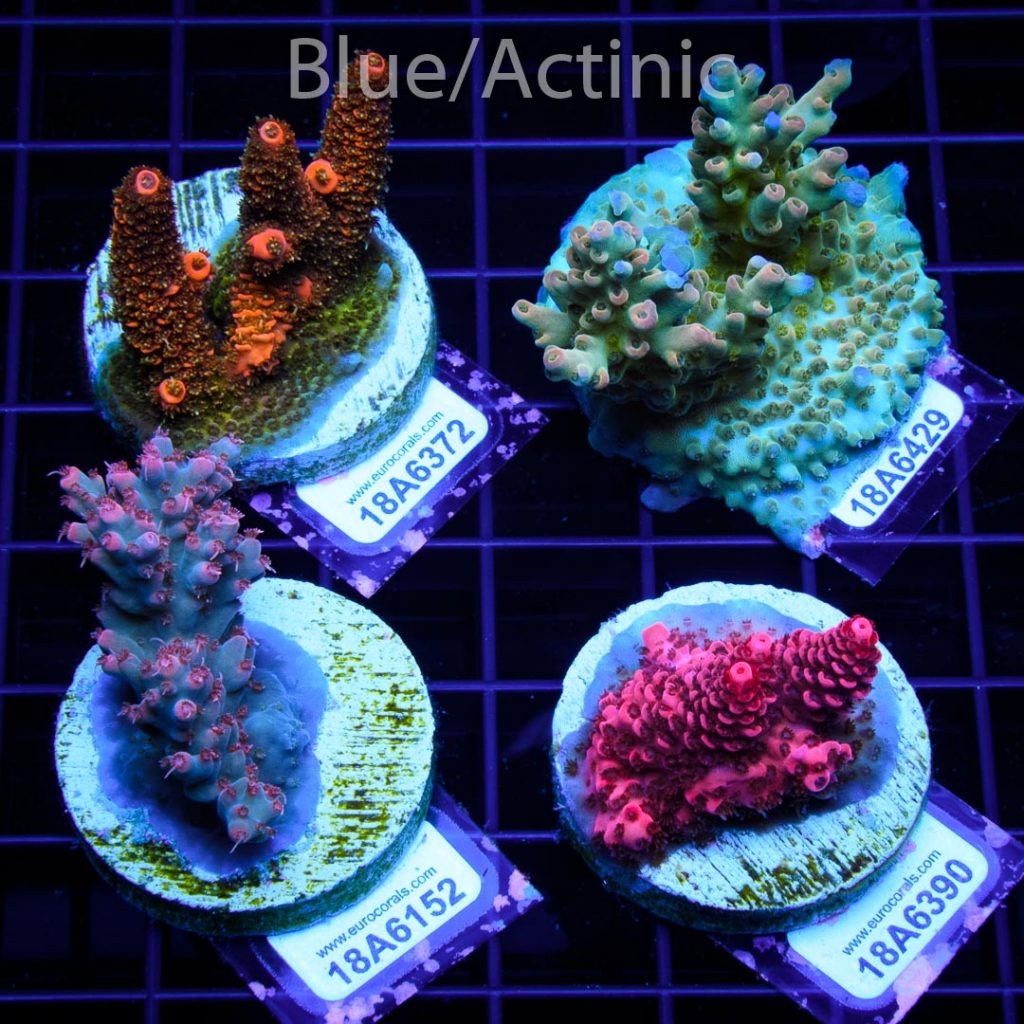 EC 4 Premium Acro Pack - Image 2