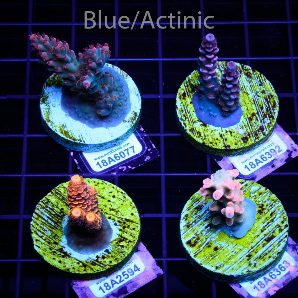 EC 4 Ultra Premium Acro Pack - Image 2