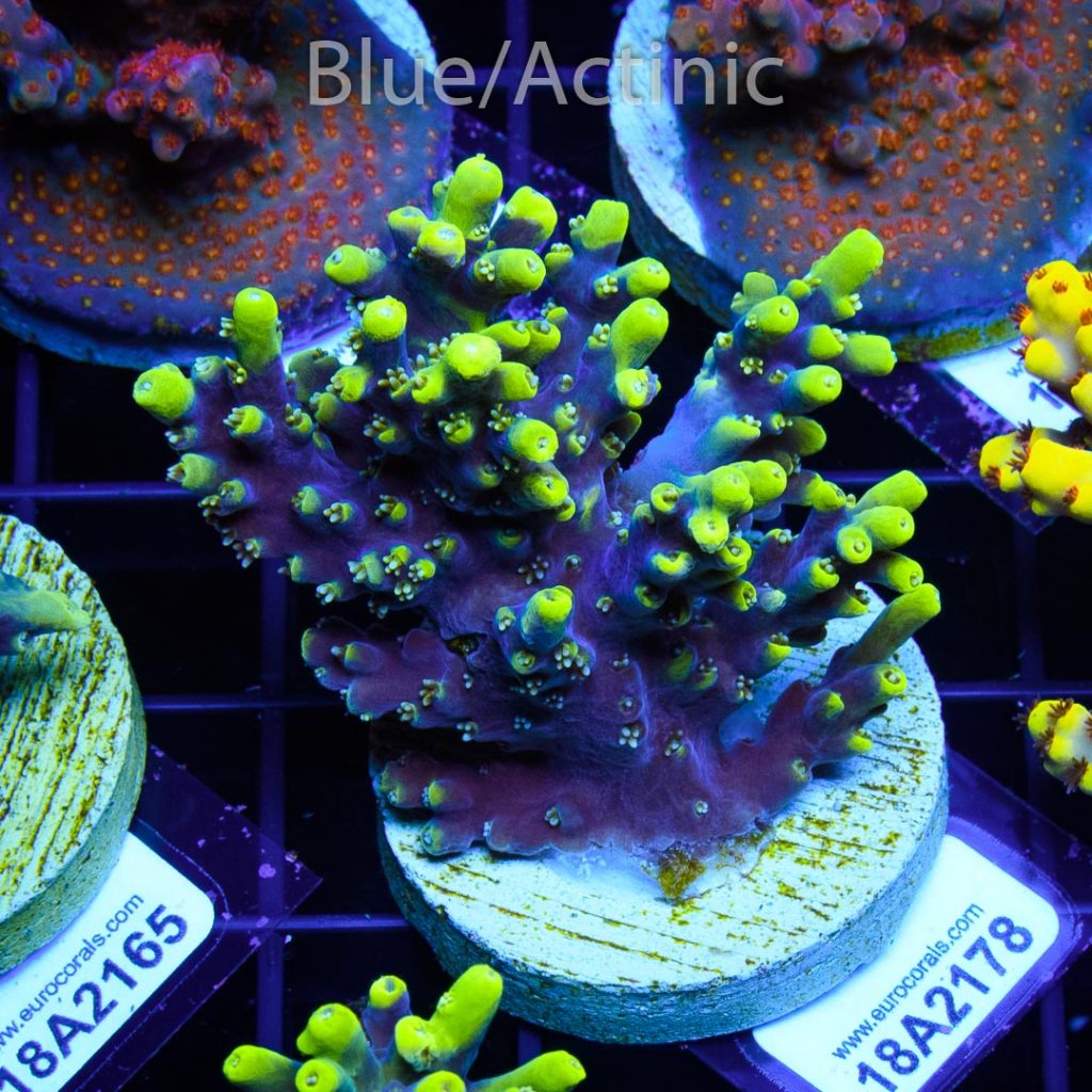EC Kamikaze Acro - Image 2