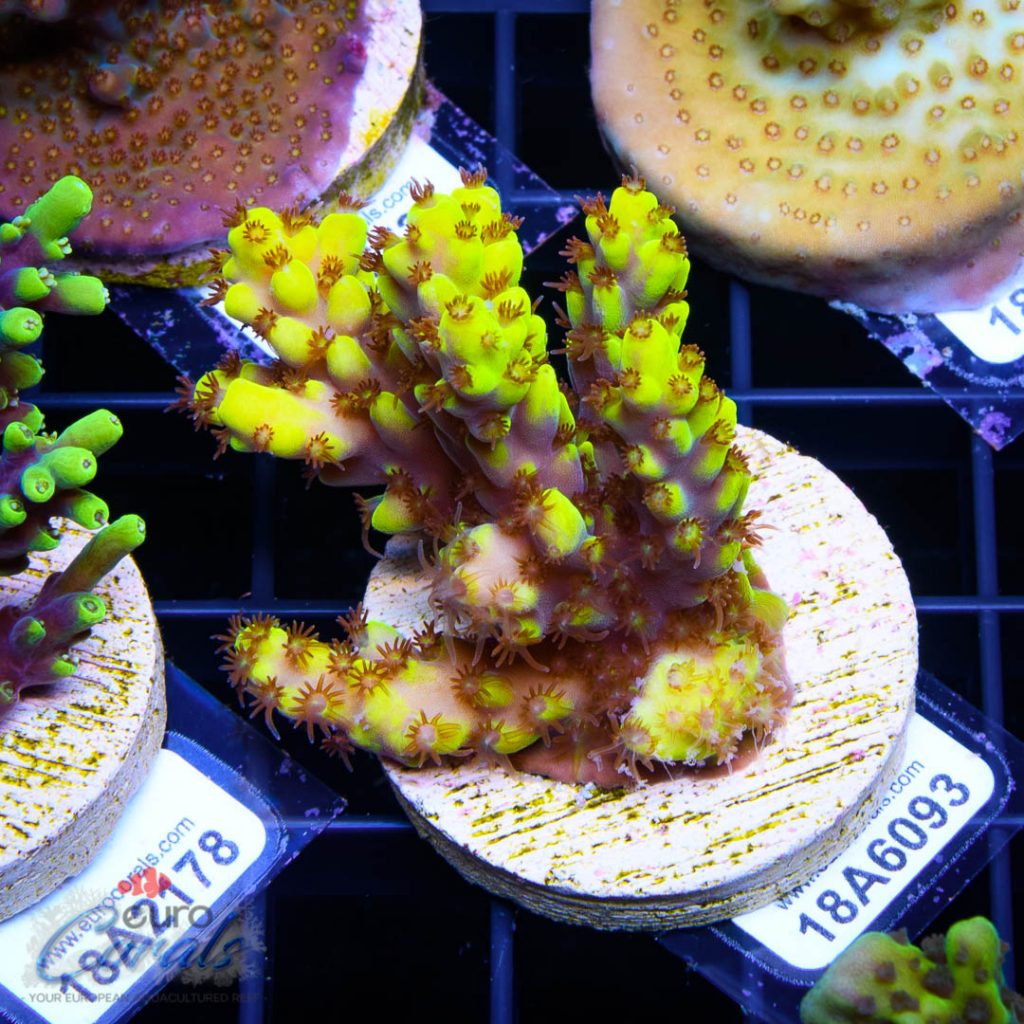 EC Yellow Pikachu Red Polyps