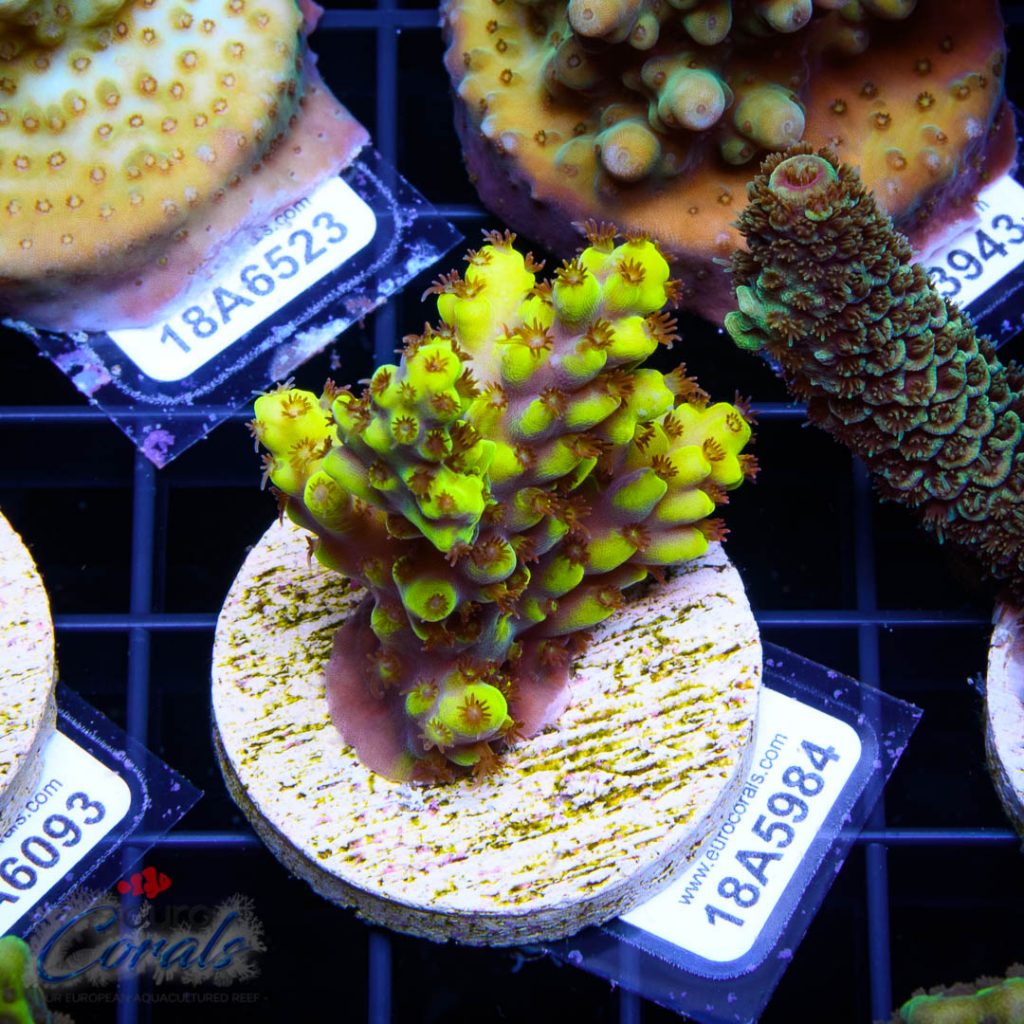 EC Yellow Pikachu Red Polyps